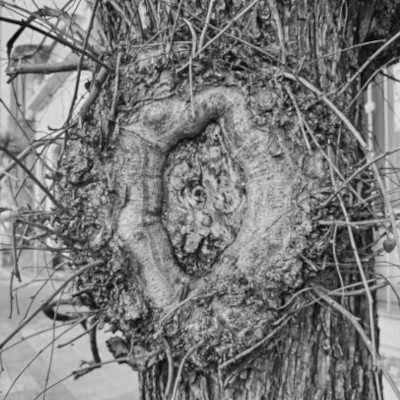 ¿Familia no-fascista?